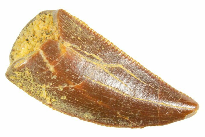 Serrated Raptor Tooth - Real Dinosaur Tooth #364698